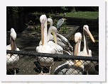 Dierentuin Burgers  Zoo 027 * 3648 x 2736 * (4.58MB)